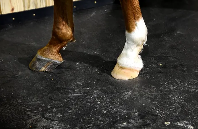 What to Consider before Purchasing the Best Flooring for Best Horse Stalls?