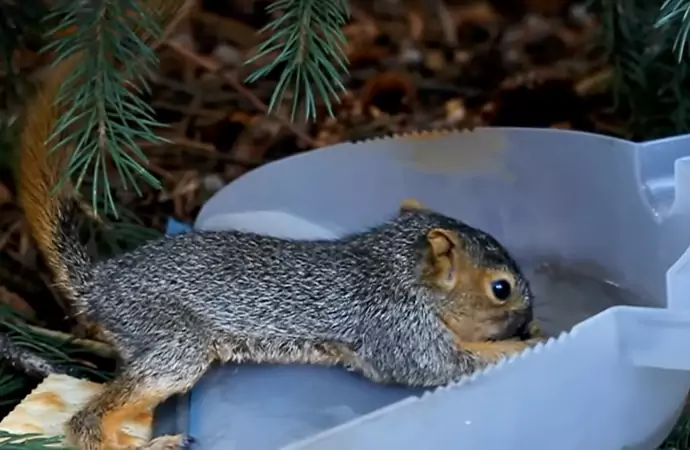 For a healthy diet, squirrels need a lot of water.