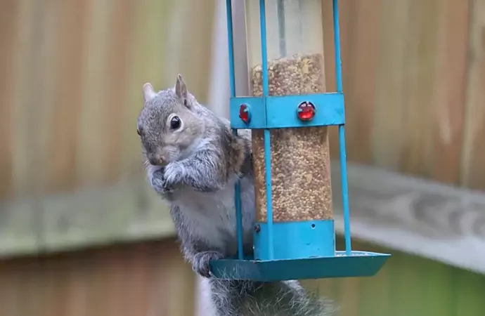 Things to Consider Before Purchasing the Perfect Squirrel Foods