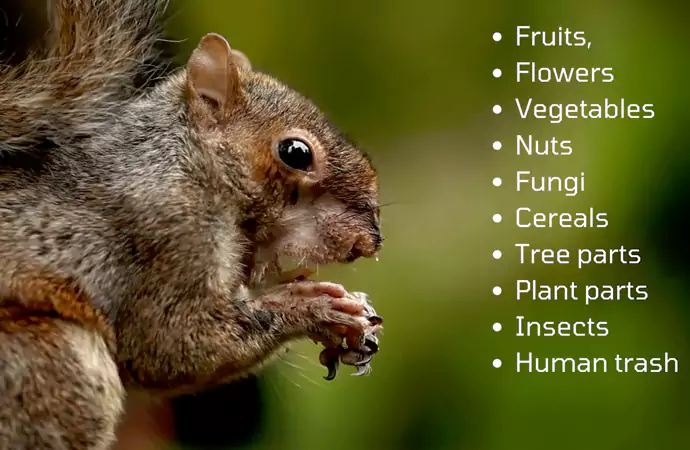 What Do Squirrels Like to Eat?