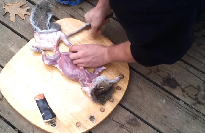 From the cut you made on the tail, you need to cut through the outer skin layer directing your knife towards the powers